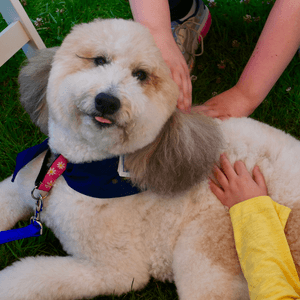 AKC Therapy Dog dog sport