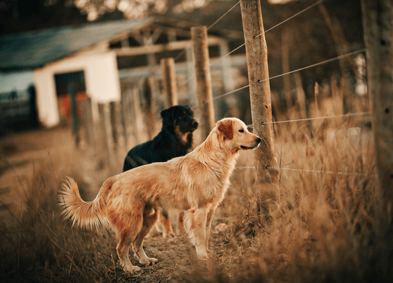 AKC Farm Dog dog sport