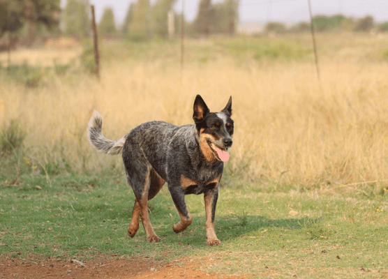 AKC Farm Dog in action