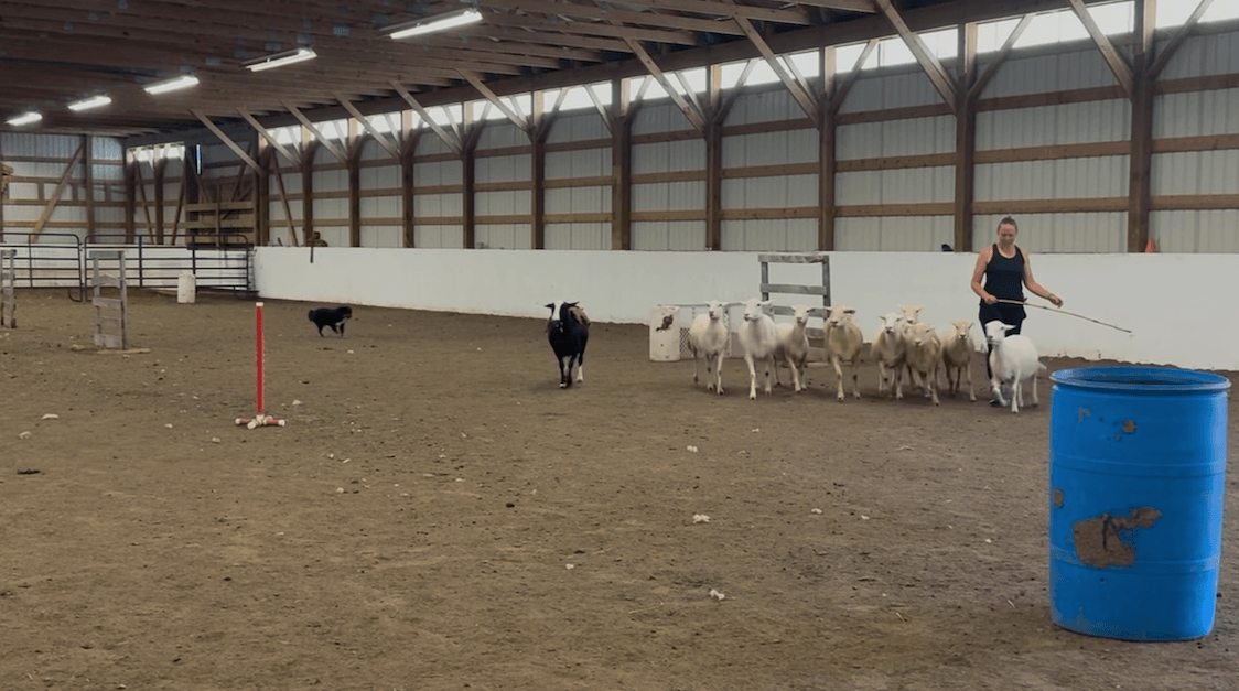 Sheep Herding frequently asked questions