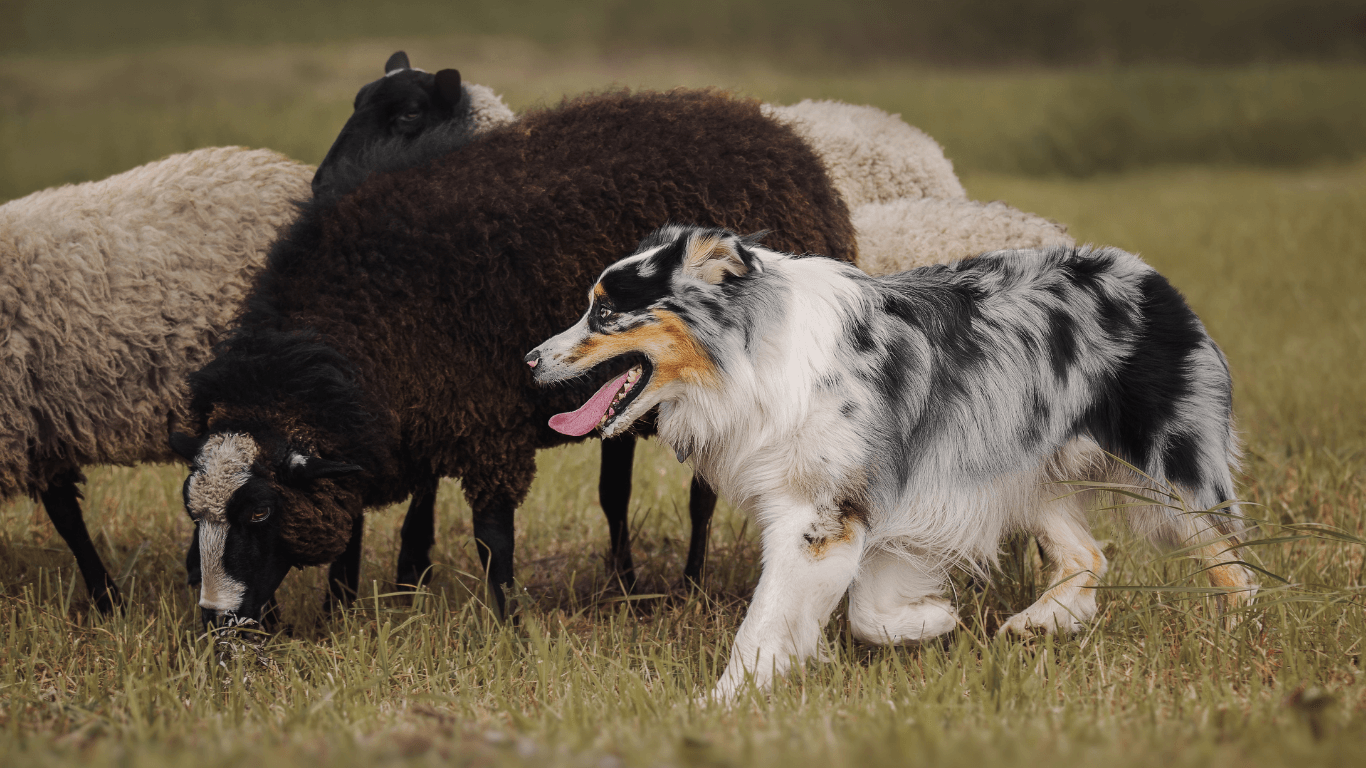 Sheep Herding in action