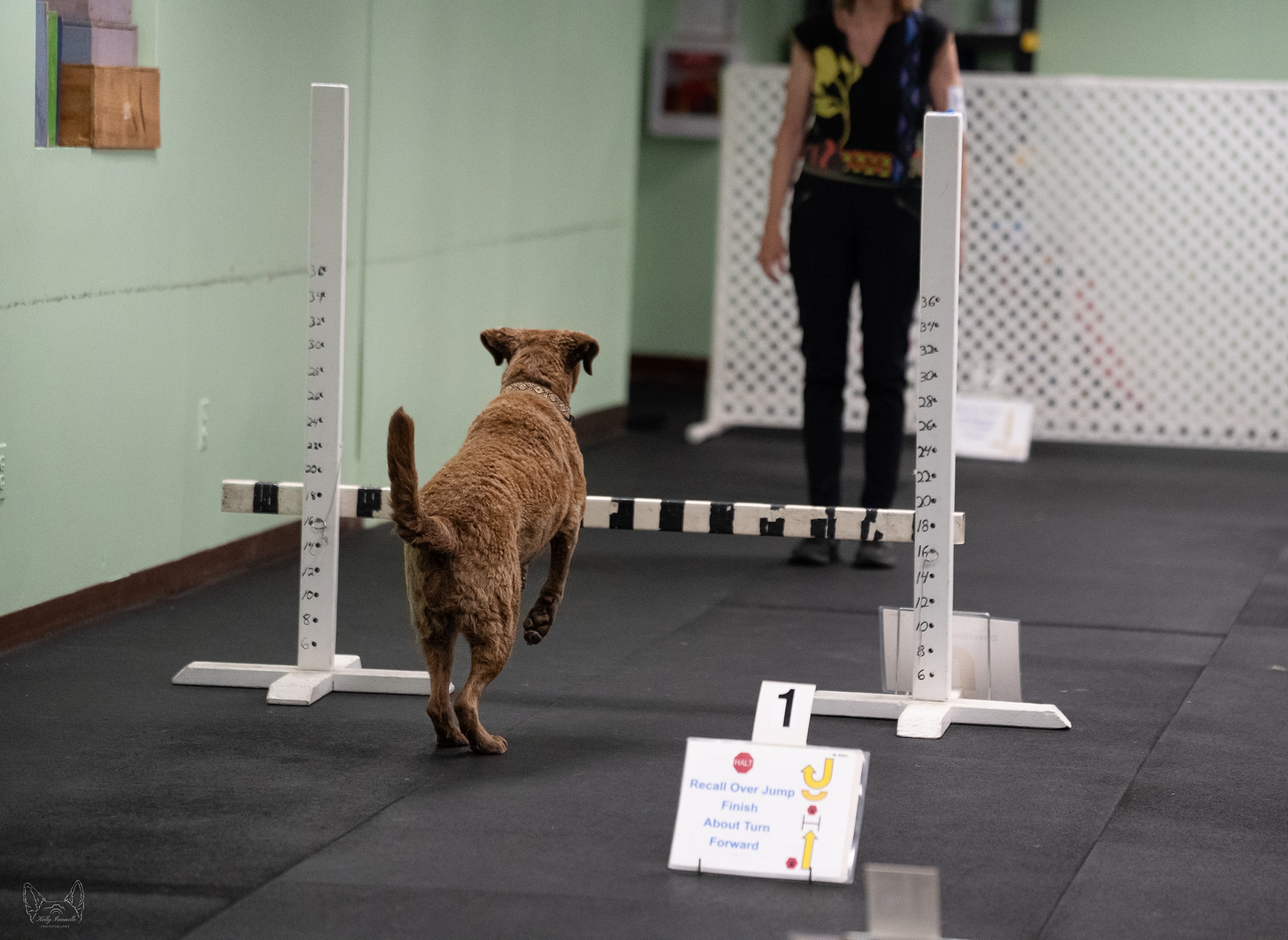 Rally Obedience in action