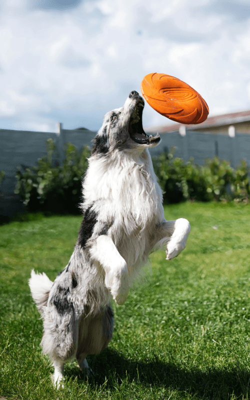 UpDog Disc Dog dog sport