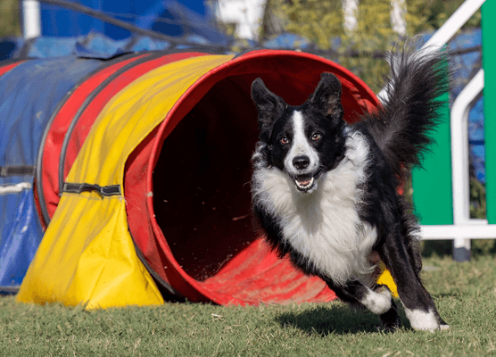 What I Wish I Knew Before My First Agility Trial