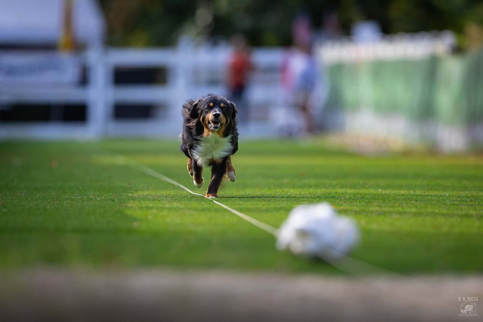 Dog running in Fast CAT