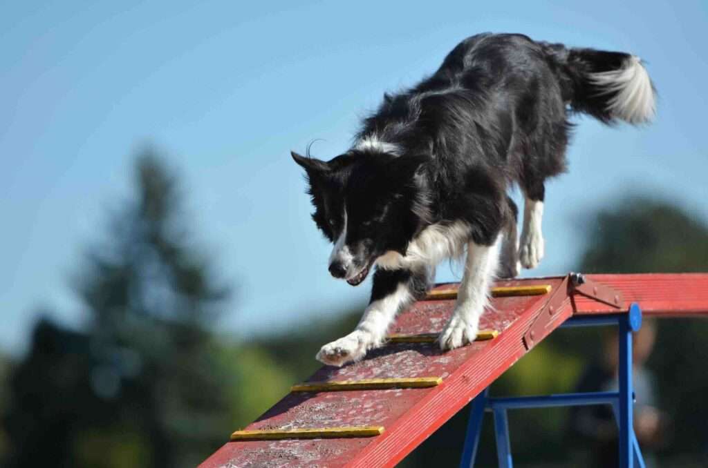 Sportsmanship in Dog Sports