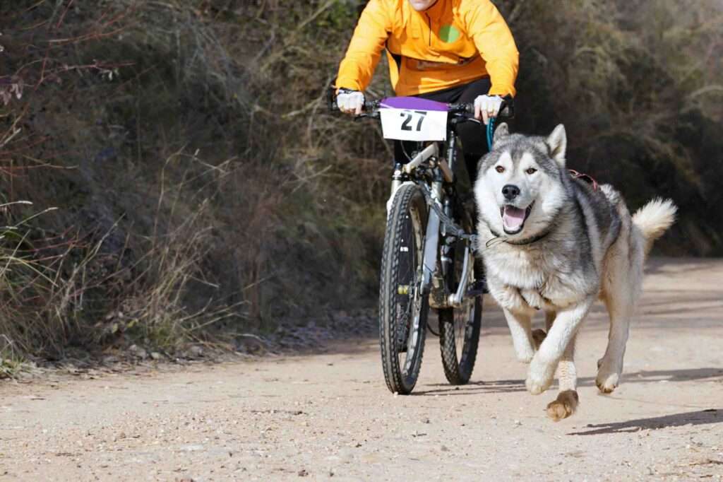 bikejoring harness