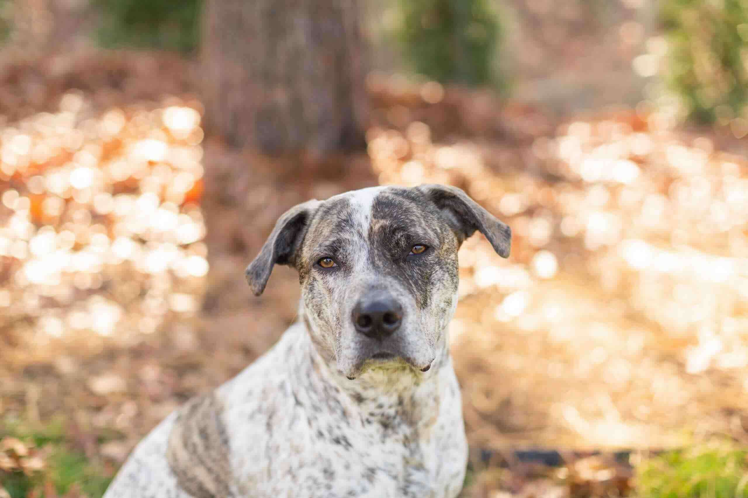 Corbin, an All American Dog