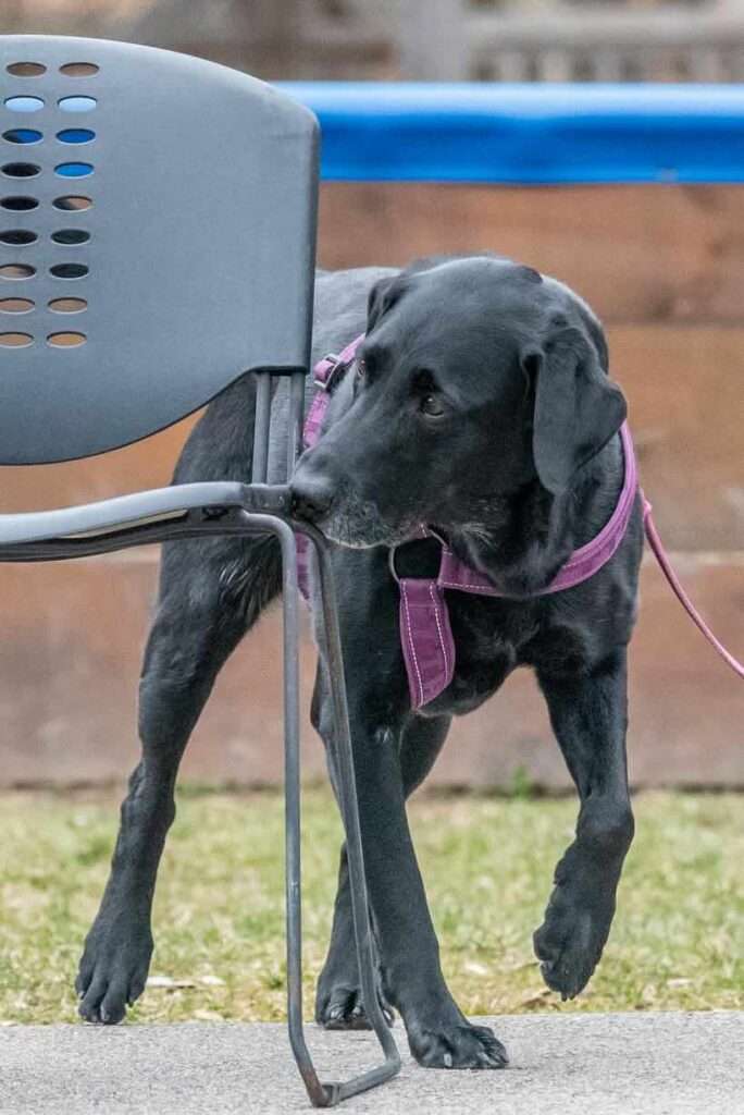 nose work for dogs