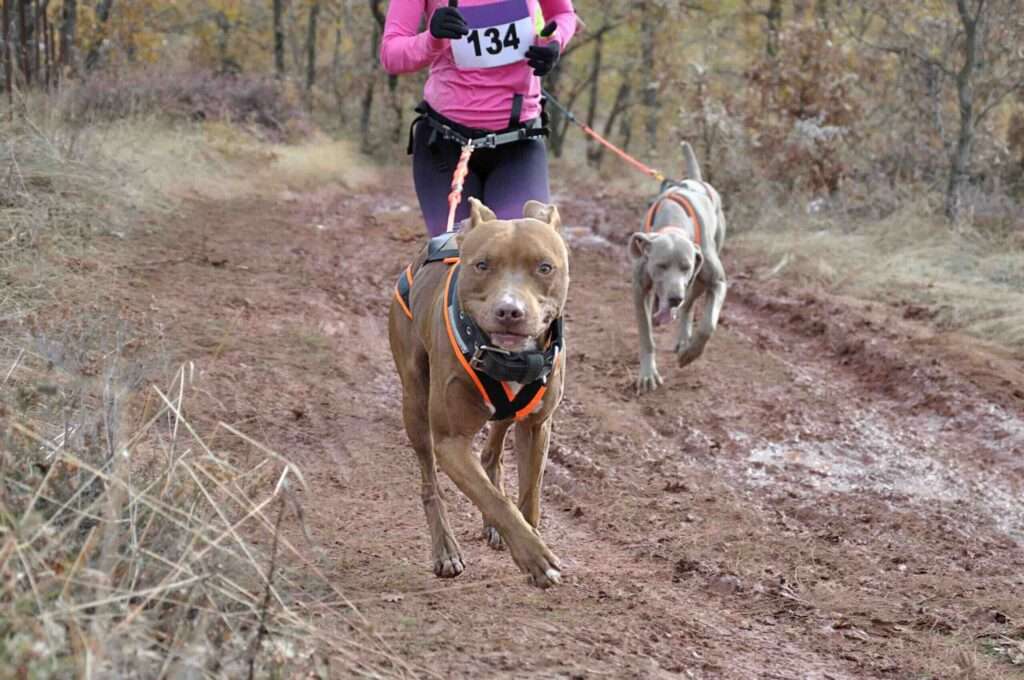 canicross training