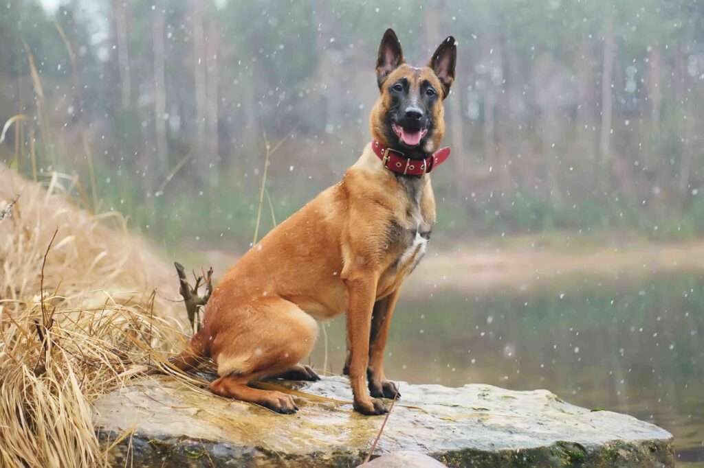 dock diving dog breeds