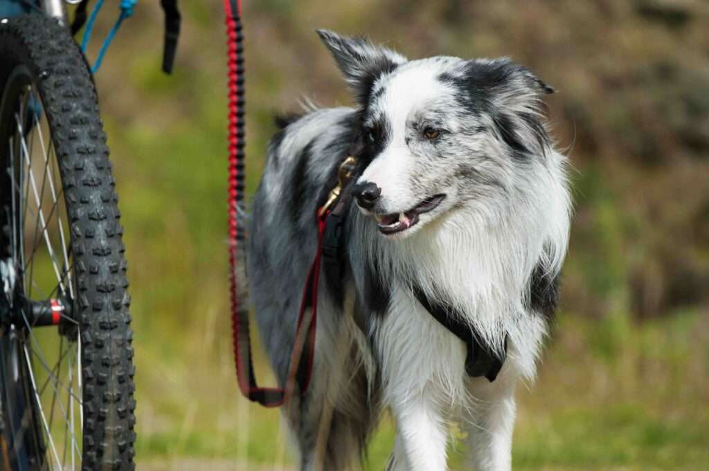 bikejoring leash