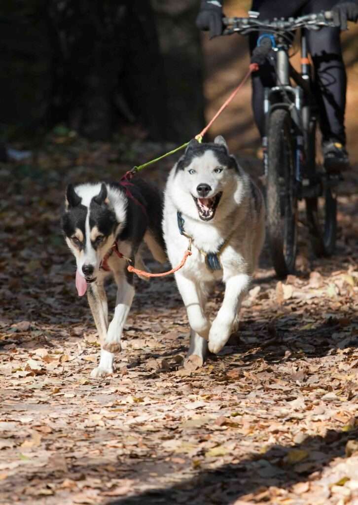 bikejoring