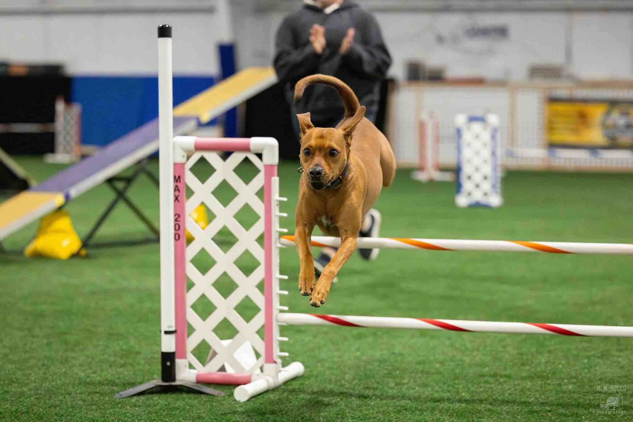 Tucker competing in AKC agility