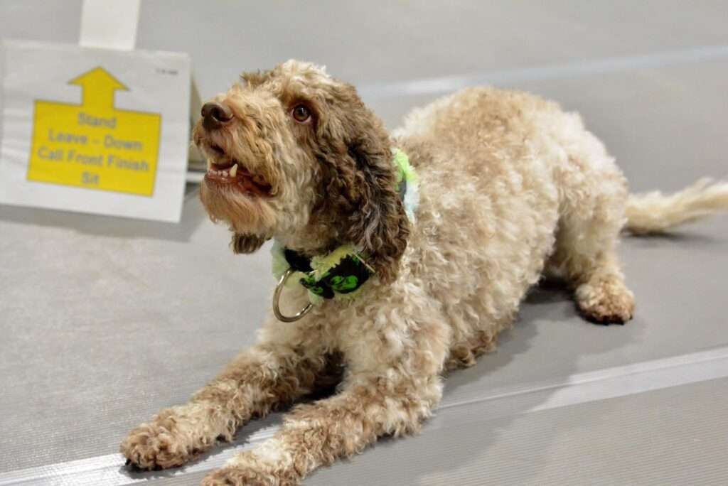 akc rally trials