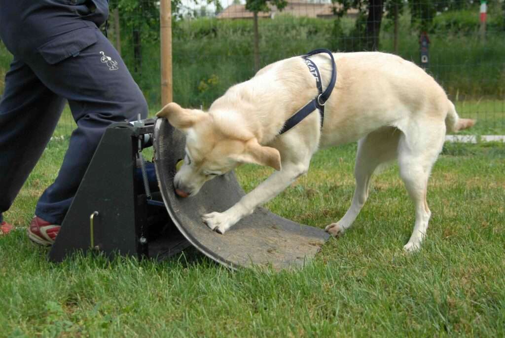 akc flyball