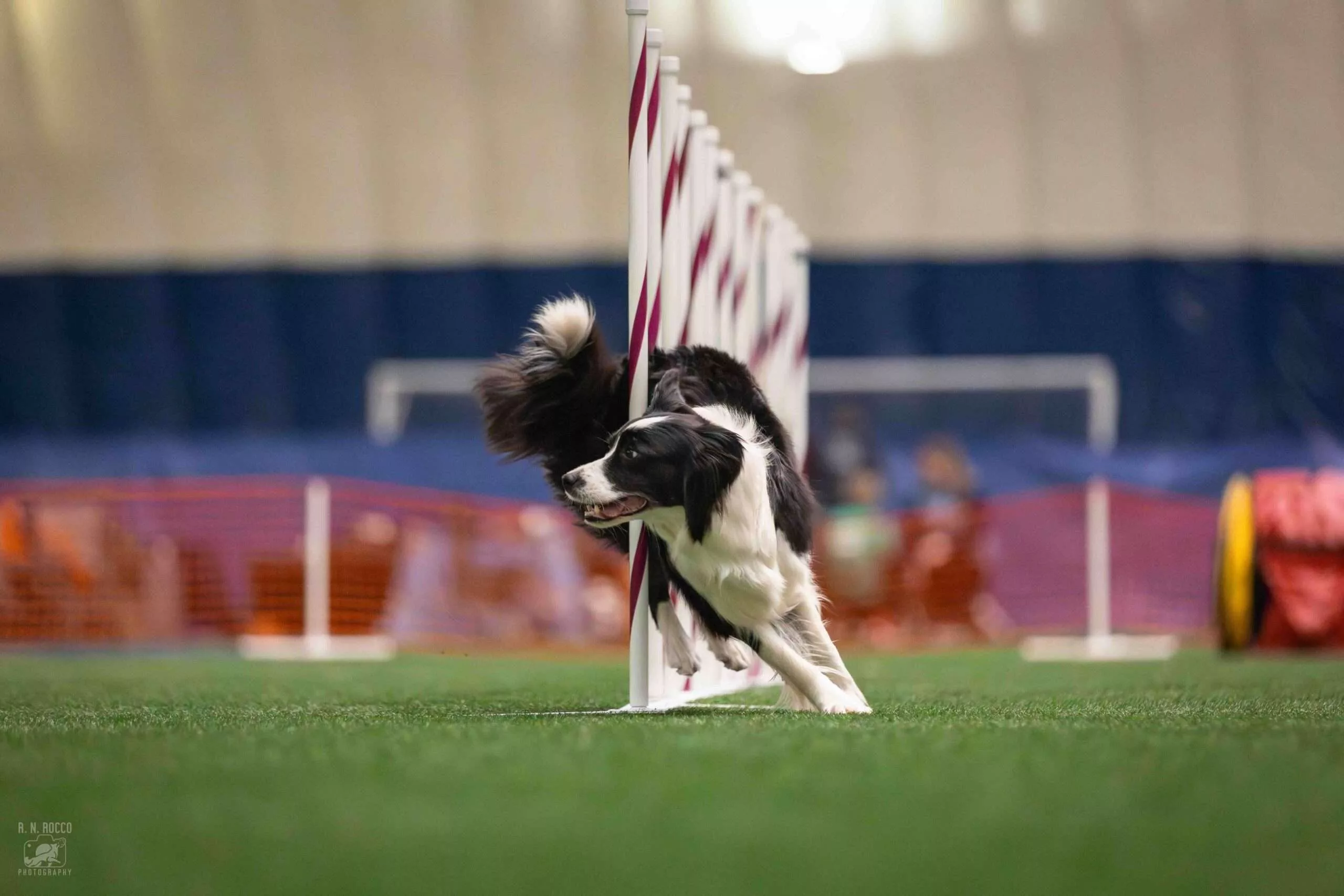 Border Collie weaving through agility poles