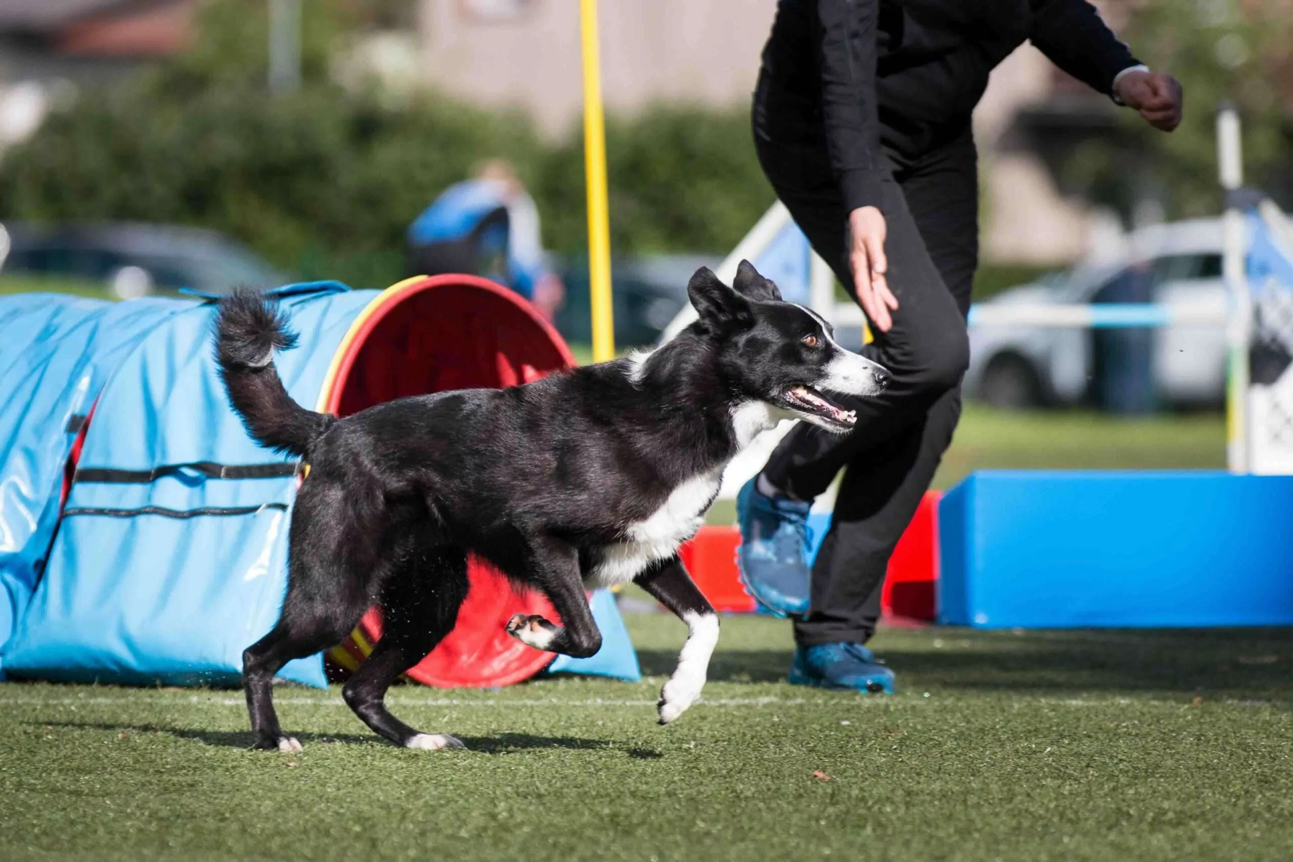 Dog and handler training on an agility course