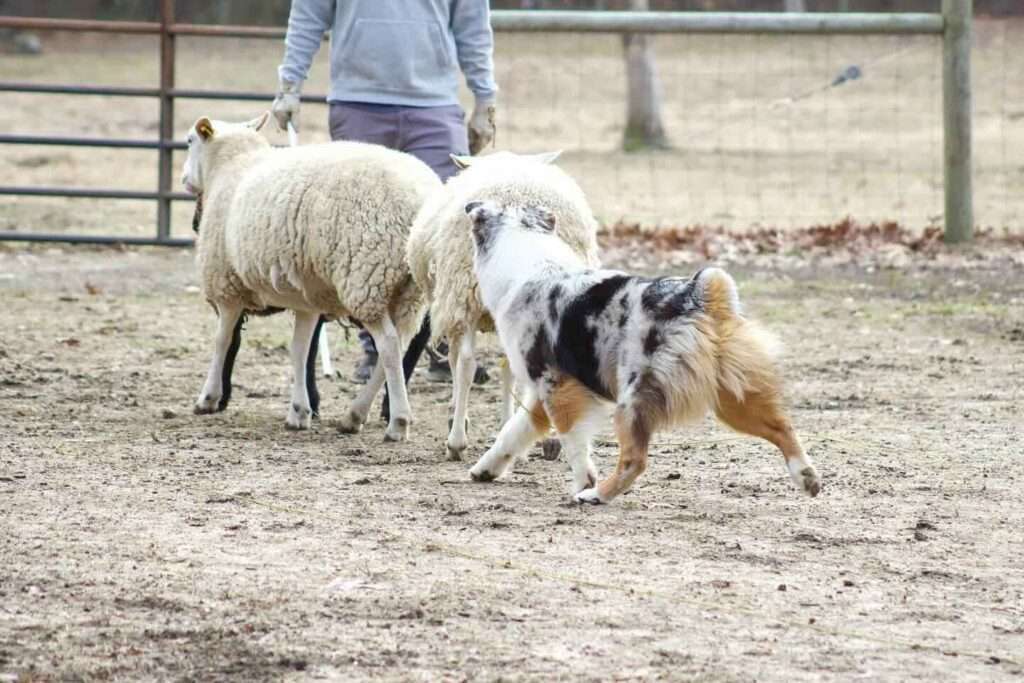 sheep herding