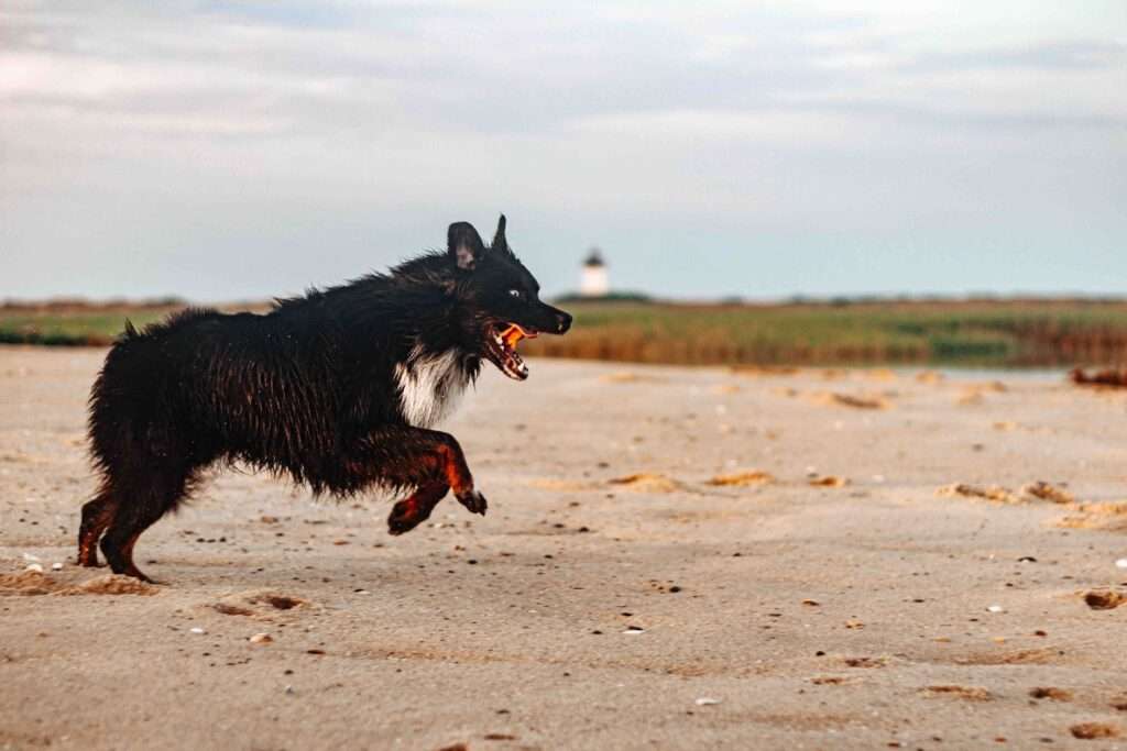 what is asca dog