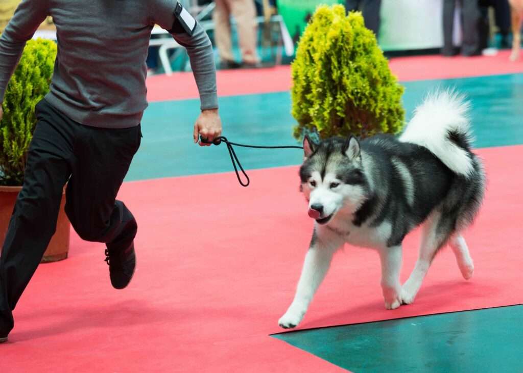 akc conformation