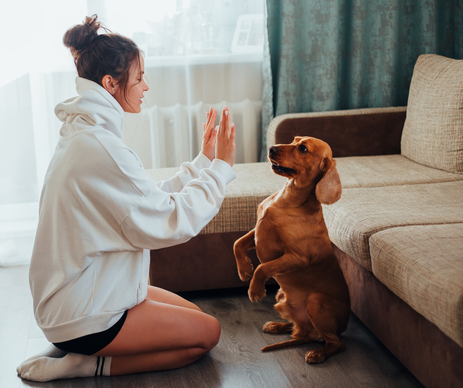 dog tricks to teach