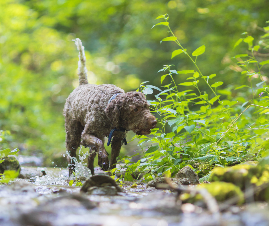 Dog Tracking