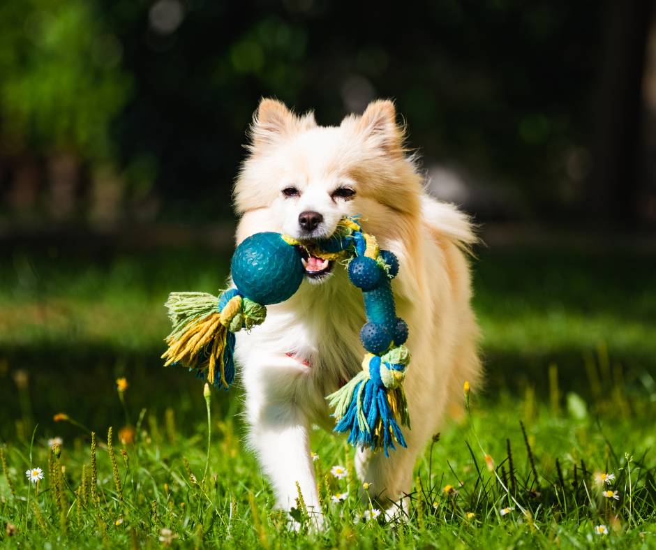 akc fetch