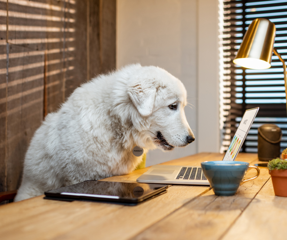 akc virtual titles