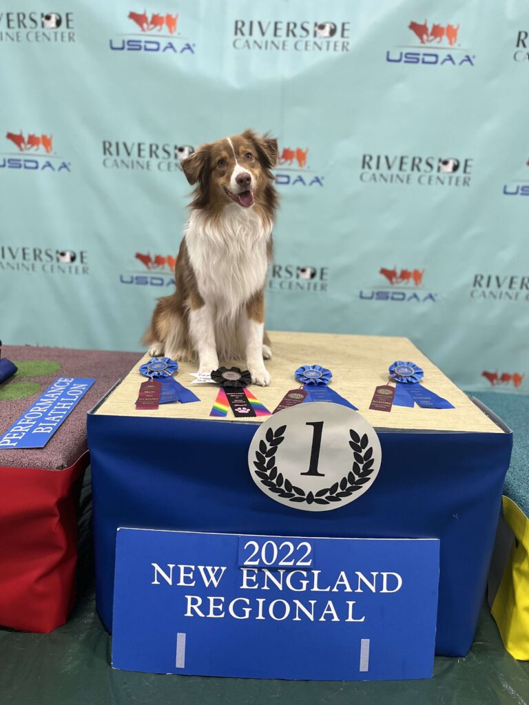 what is akc title