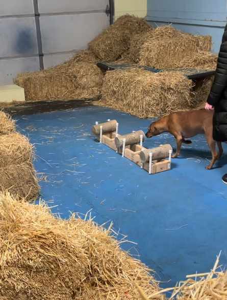 barn hunt for dogs