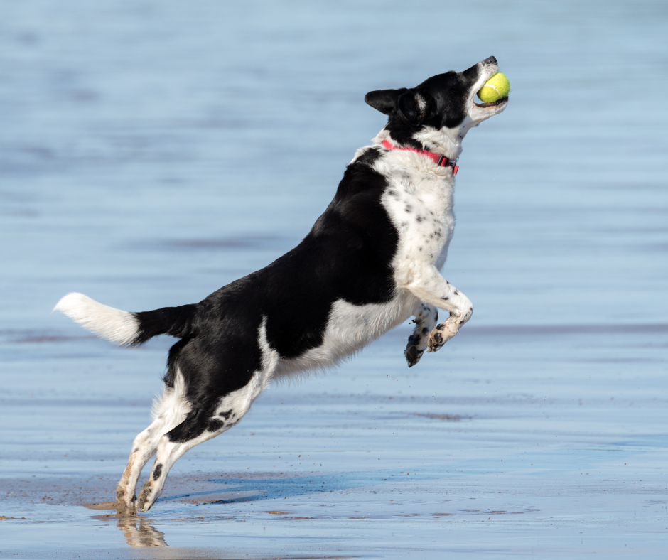 akc fetch title