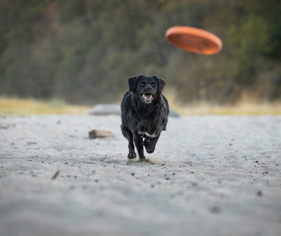 akc fetch
