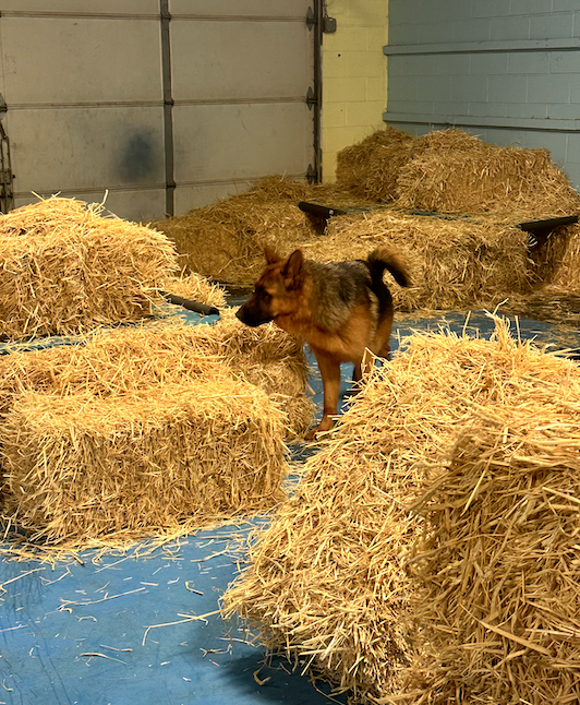 akc barn hunt