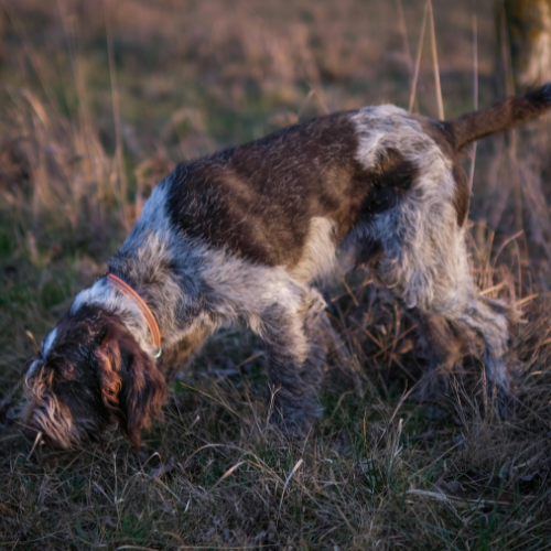 AKC tracking