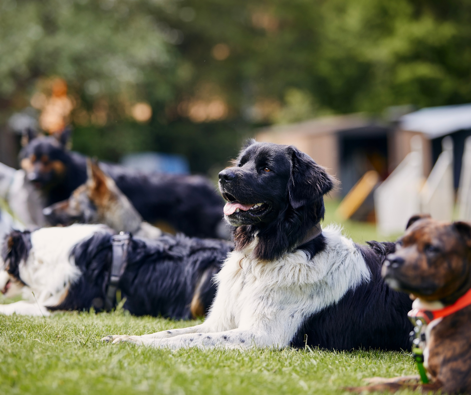 dog sports