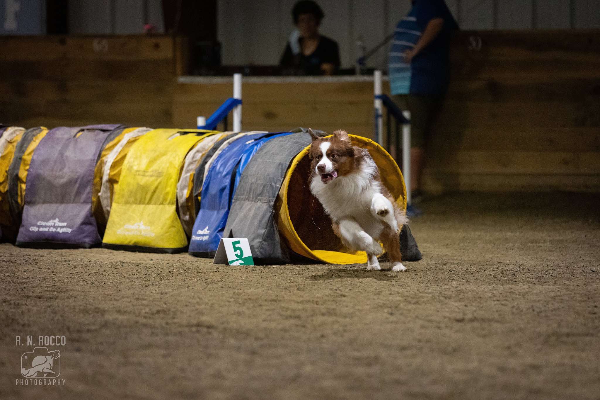 Dog exiting an agility tunnel