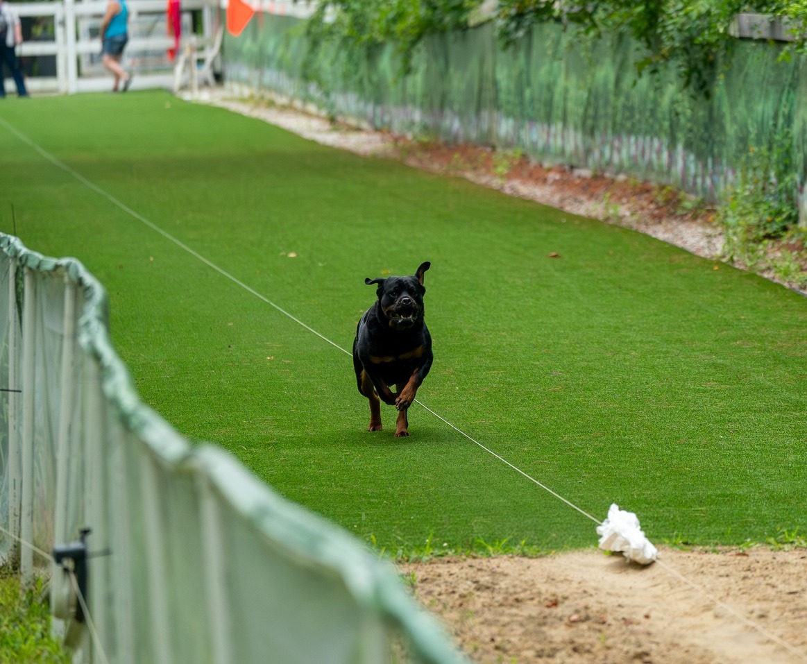 Dog running Fast CAT