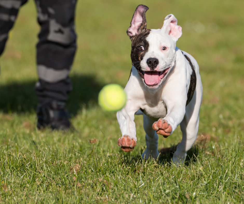 akc fetch program