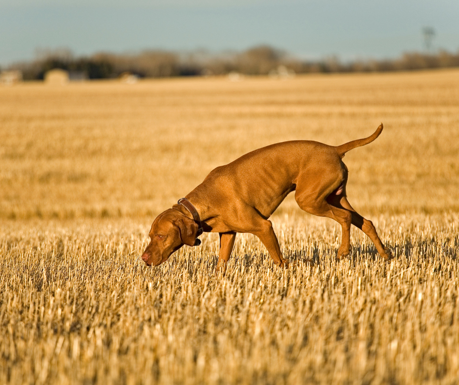 akc tracking