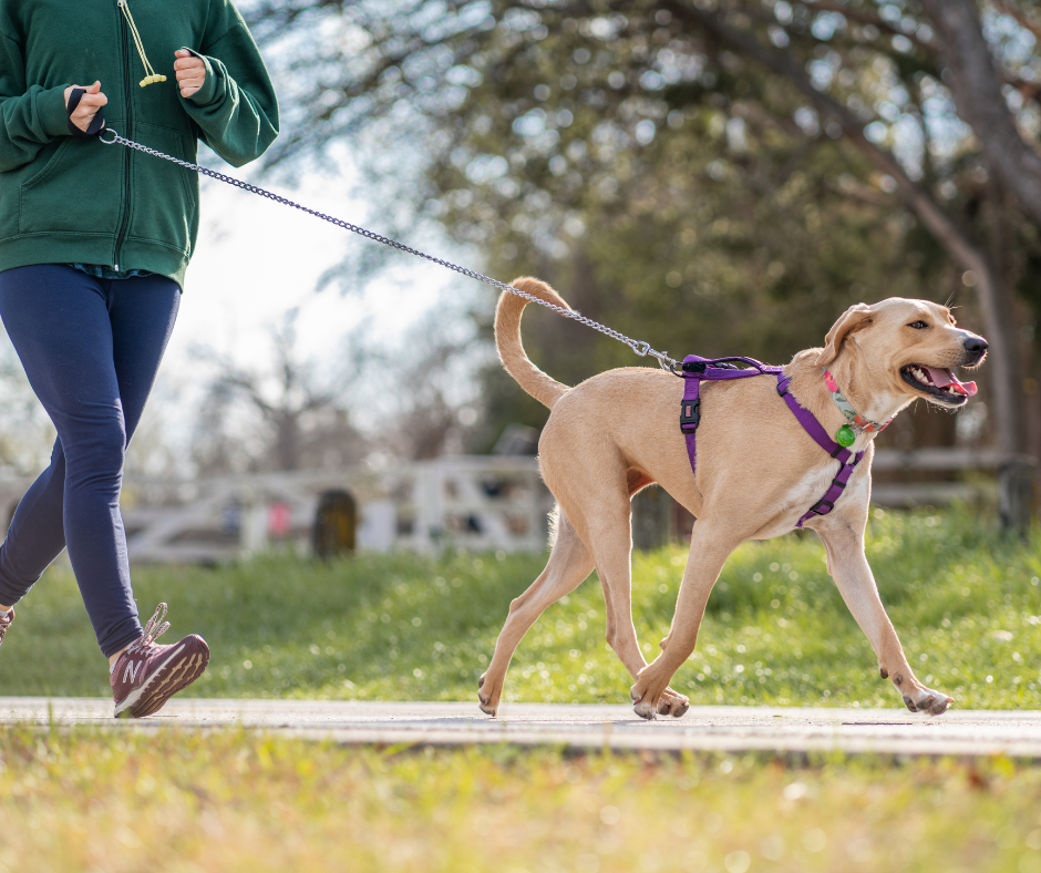 akc fit dog title