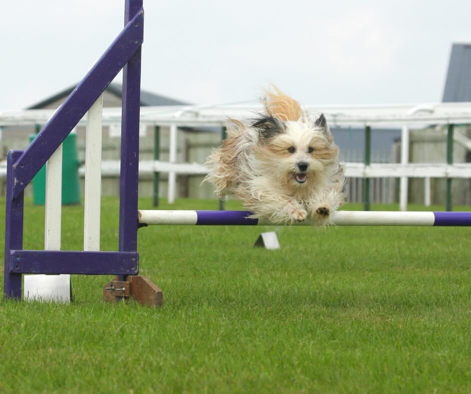 All American Dog competing in agility