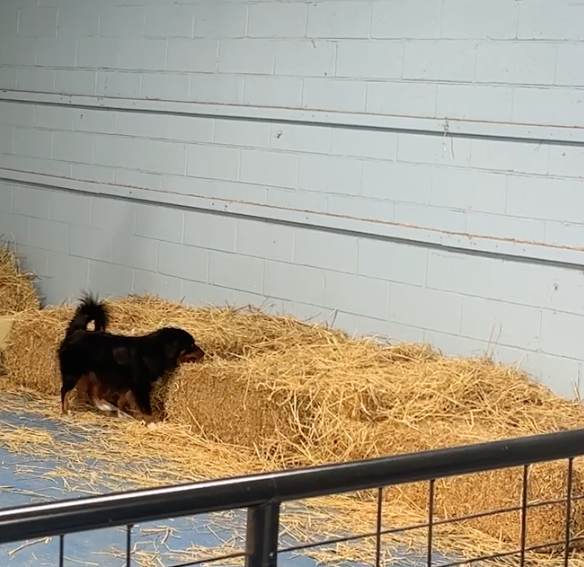 barnhunt