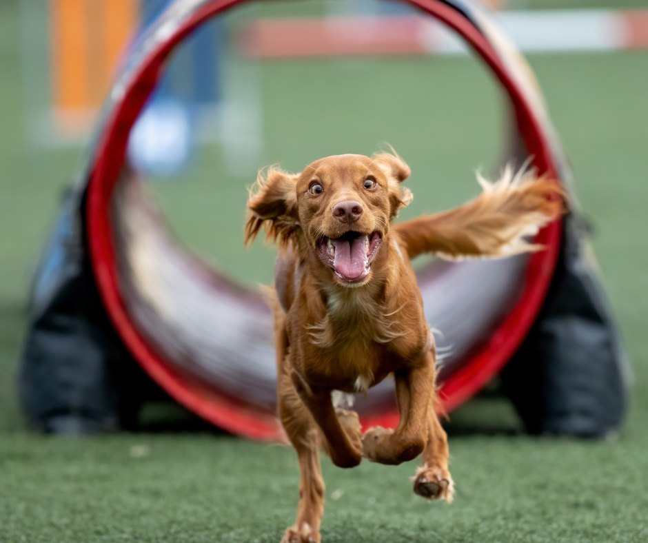 cpe agility