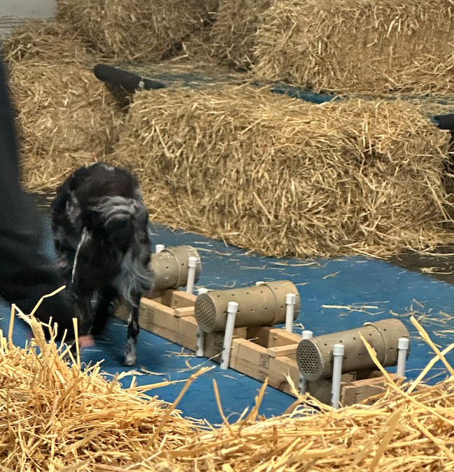 barn hunt