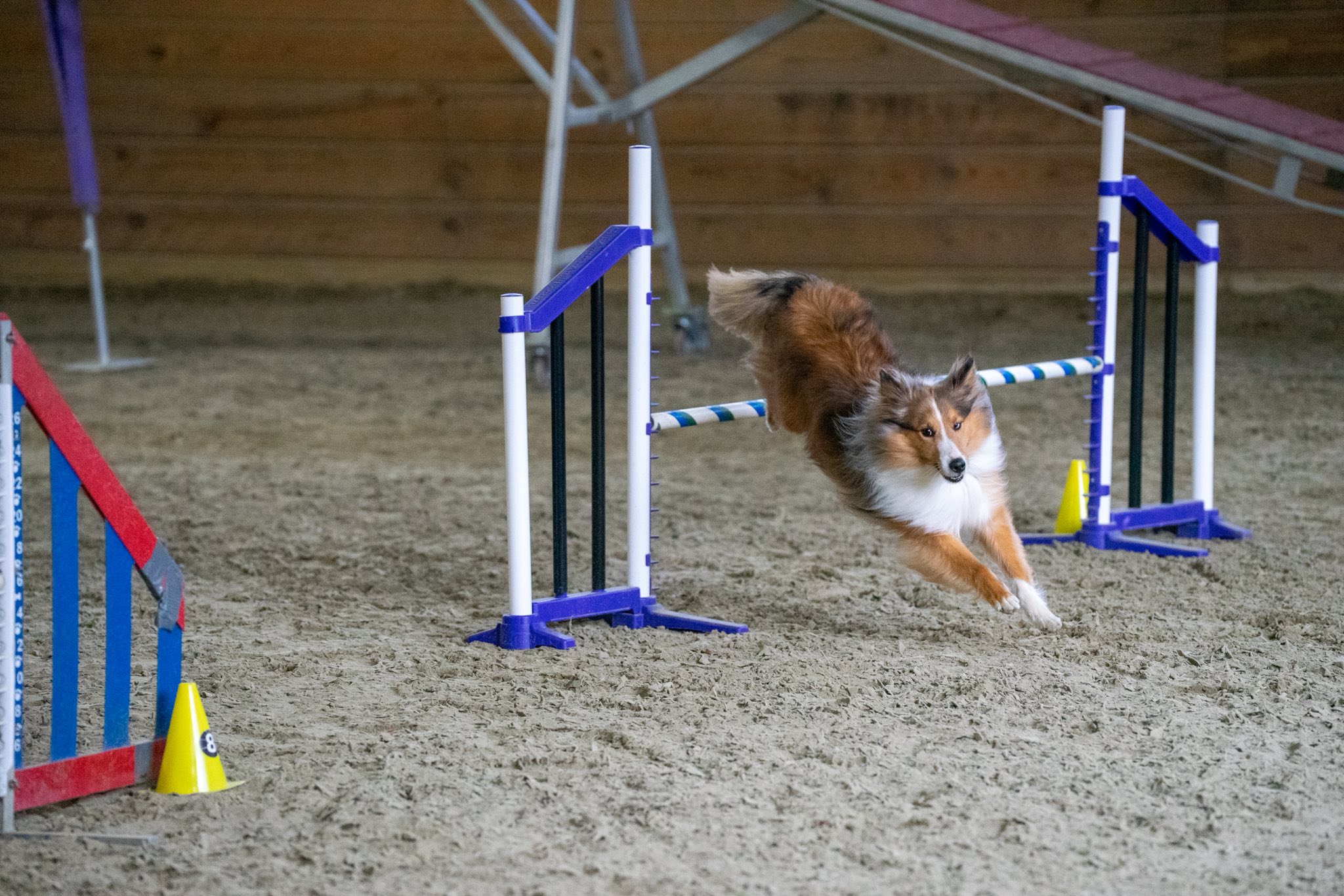 dock diving for dogs