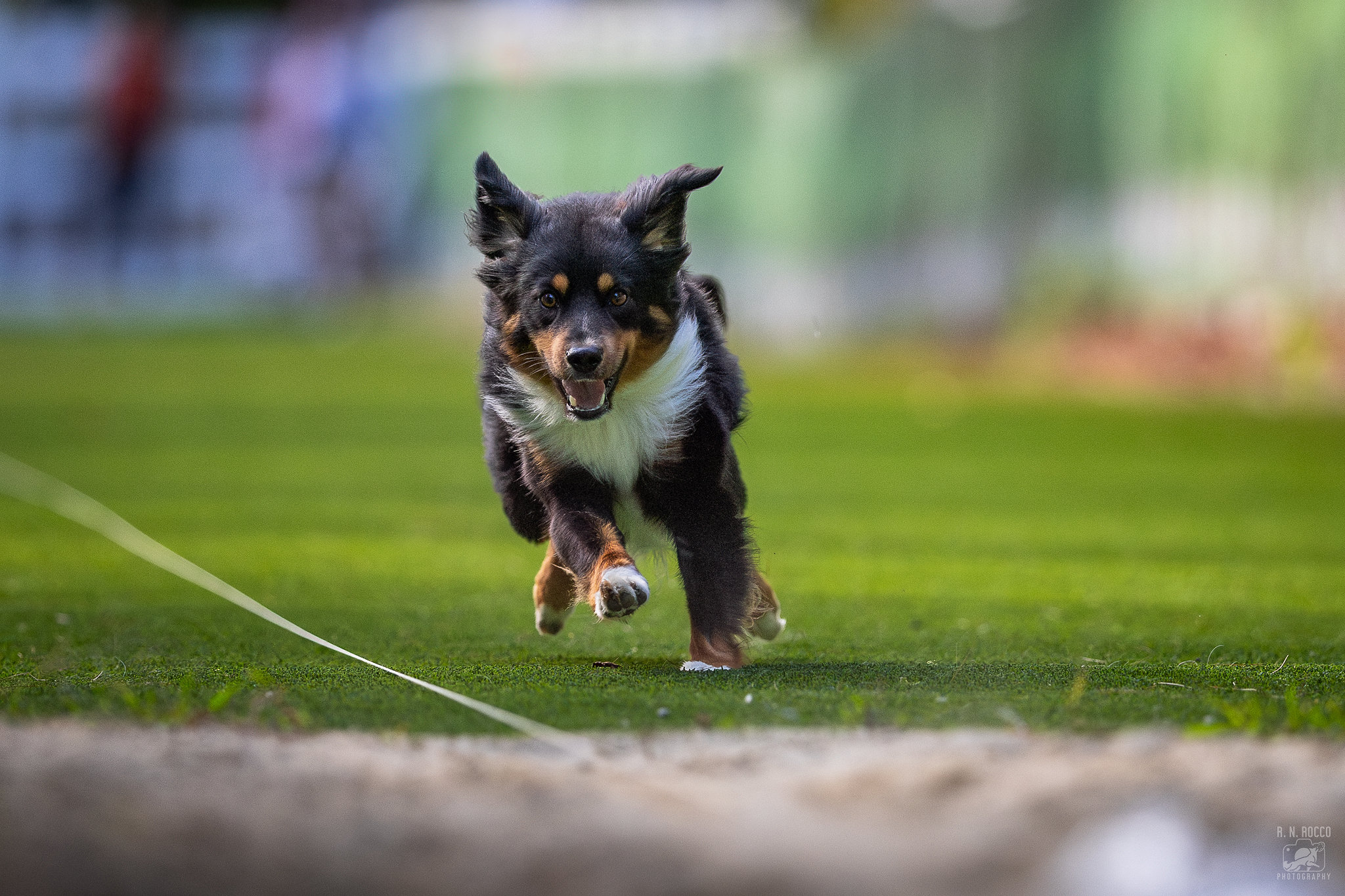 Dog running in Fast CAT