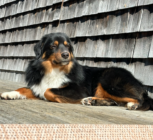 Why I Want to Go to Westminster Masters Agility Championship With Moose