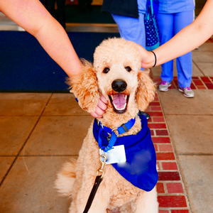 akc therapy dog