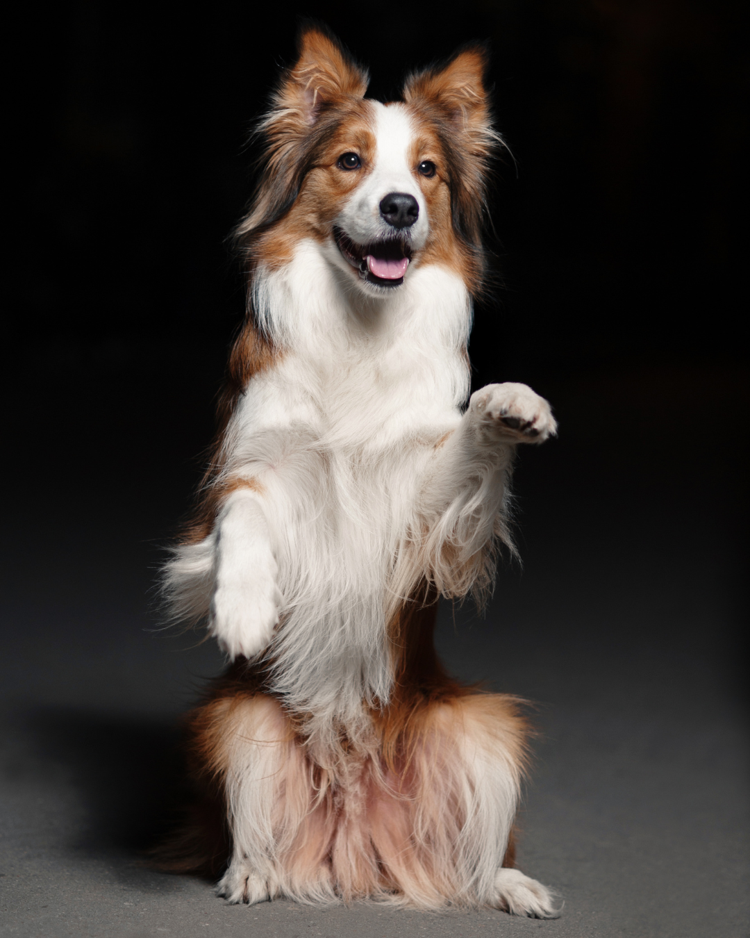 Dog performing an AKC Trick Dog pose